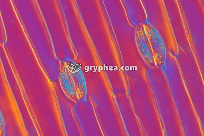 Stomates de feuille de Tulipe x100 - gryphea.com